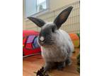 Adopt Snowball Bun (Bonded to Aloo) a Champagne D'Argent