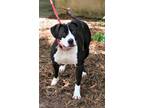 Adopt Felicity a Pit Bull Terrier