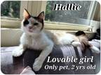 Adopt Hallie a American Shorthair