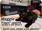Adopt Lilly and Maggie a Bombay