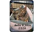 Adopt Bella and abby a Torbie