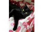 Adopt Maggie a Domestic Short Hair