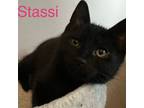 Adopt Stassi a American Shorthair