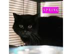 Adopt Spring FERAL BARN CAT a Domestic Medium Hair