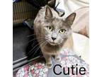 Adopt Cutie a Domestic Short Hair