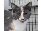 Adopt Anita a Domestic Short Hair