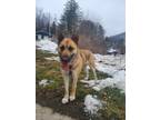 Adopt Bette a German Shepherd Dog