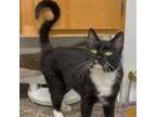 Adopt Bailey a Tuxedo