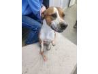 Adopt Penny a Pit Bull Terrier, Hound