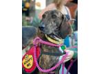 Adopt Faith Howl a Plott Hound, Hound