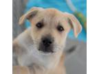 Adopt Camper Pup - Tiffin - Adopted! a Labrador Retriever, Shepherd