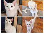 Adopt Yeti & Marshmallow a Domestic Short Hair