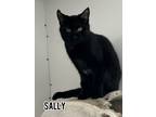 Adopt Sally a Domestic Short Hair