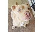 Adopt Rose a Pit Bull Terrier