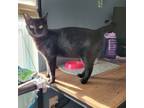 Adopt Blackberry (Mom of the Berry Kittens) a Domestic Short Hair