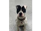 Adopt Lulu a Mixed Breed, Pit Bull Terrier