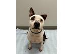 Adopt Lotto a Pit Bull Terrier, Mixed Breed