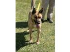 Adopt Maude 23D-0206 a German Shepherd Dog