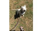 Adopt zara a Bull Terrier