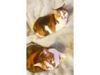 Adopt Yvonne and Yvette - Offered by Owner - Sister Pair a Calico