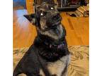 Adopt Phoenix a German Shepherd Dog