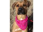 Adopt Duchess a Rhodesian Ridgeback