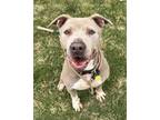 Adopt Loribelle a American Staffordshire Terrier