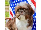 Shih Tzu Puppy for sale in Anderson, MO, USA