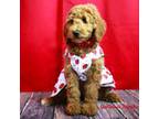 Goldendoodle Puppy for sale in Trinity, NC, USA