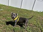 Adopt Tang a Staffordshire Bull Terrier, American Bully