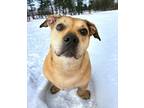 Adopt ROSIE a Pit Bull Terrier, Basset Hound