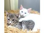 Adopt FOSTERS NEEDED - Need Pairs of 6 - 8 Month Old Kittens With Loving Fosters