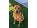 Adopt Maxie a Shepherd, Shar-Pei