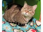 Adopt Phoebe a Tabby