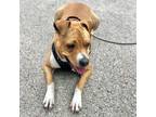 Adopt Lola CF a Rhodesian Ridgeback, Terrier