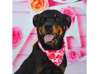 Adopt Kesha JuM a Rottweiler