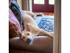 Adopt Luna- Shepherd a Carolina Dog