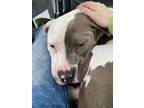 Adopt Angel a Pit Bull Terrier, American Staffordshire Terrier