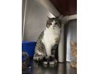 Adopt Cleo a Domestic Short Hair, Tabby