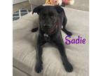 Adopt Sadie a Black Labrador Retriever