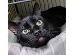 Adopt Shadow a Domestic Short Hair