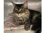 Adopt Baby Phat a Domestic Long Hair