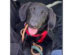 Adopt Huayro a Labrador Retriever, Shepherd