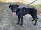 Adopt Perricholi a Labrador Retriever, Shepherd