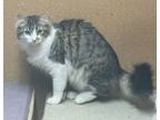 Adopt Elsa a Norwegian Forest Cat, Domestic Medium Hair