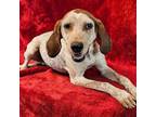 Adopt Toast a English Coonhound, Beagle