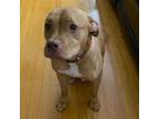 Adopt Bella *courtesy post* a Pit Bull Terrier