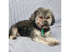 Adopt Pepper a Miniature Poodle, Shih Tzu