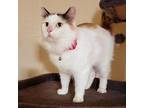 Adopt Cannoli a Domestic Short Hair