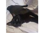 Adopt Rosie (black young adult female) a Domestic Short Hair